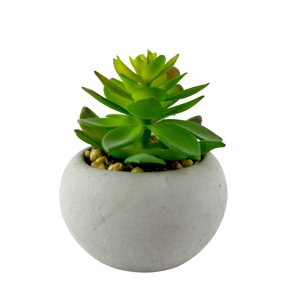Plante grasse ciment - Vert pâle