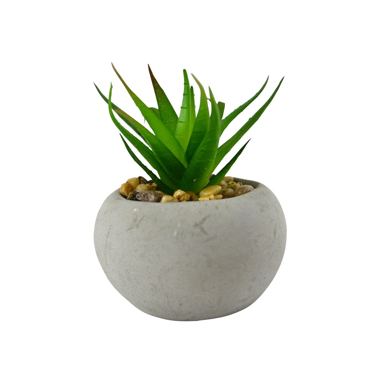 Plante grasse ciment - Vert foncé