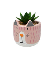 Plante chat - Rose